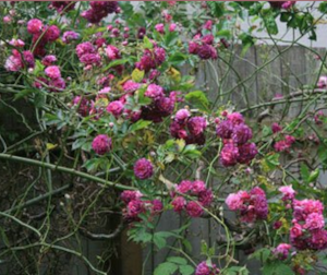 In the Rose Garden