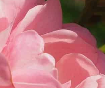rose hubbard's beautiful garden rose